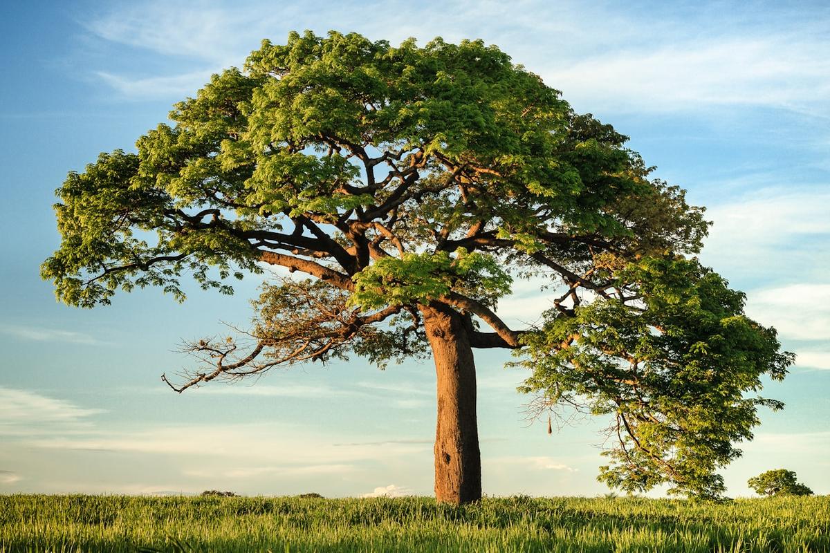Árvore em campo verde — Net-Zero