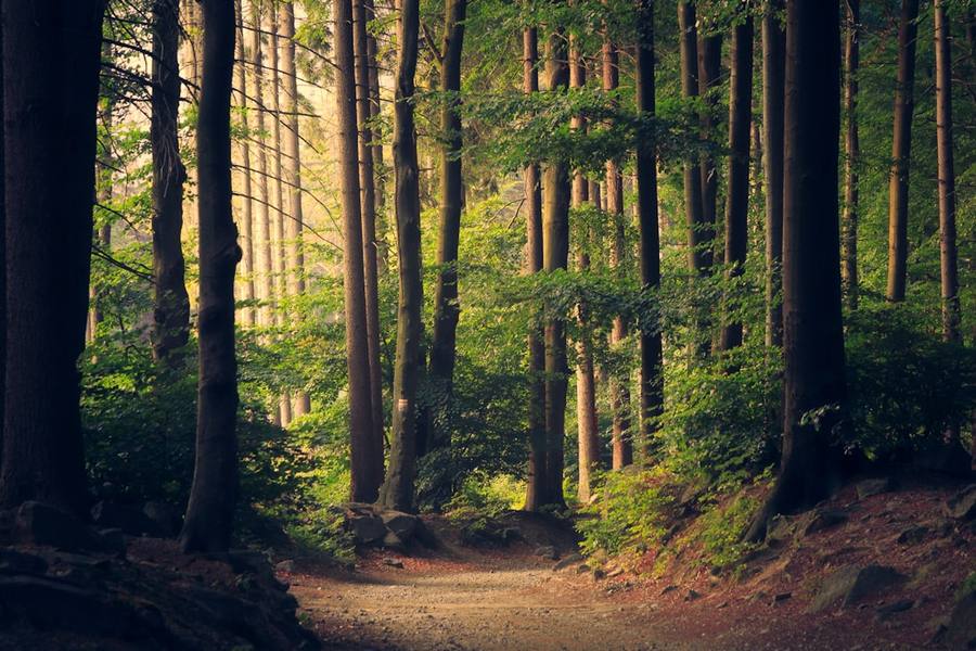 Floresta — créditos de carbono